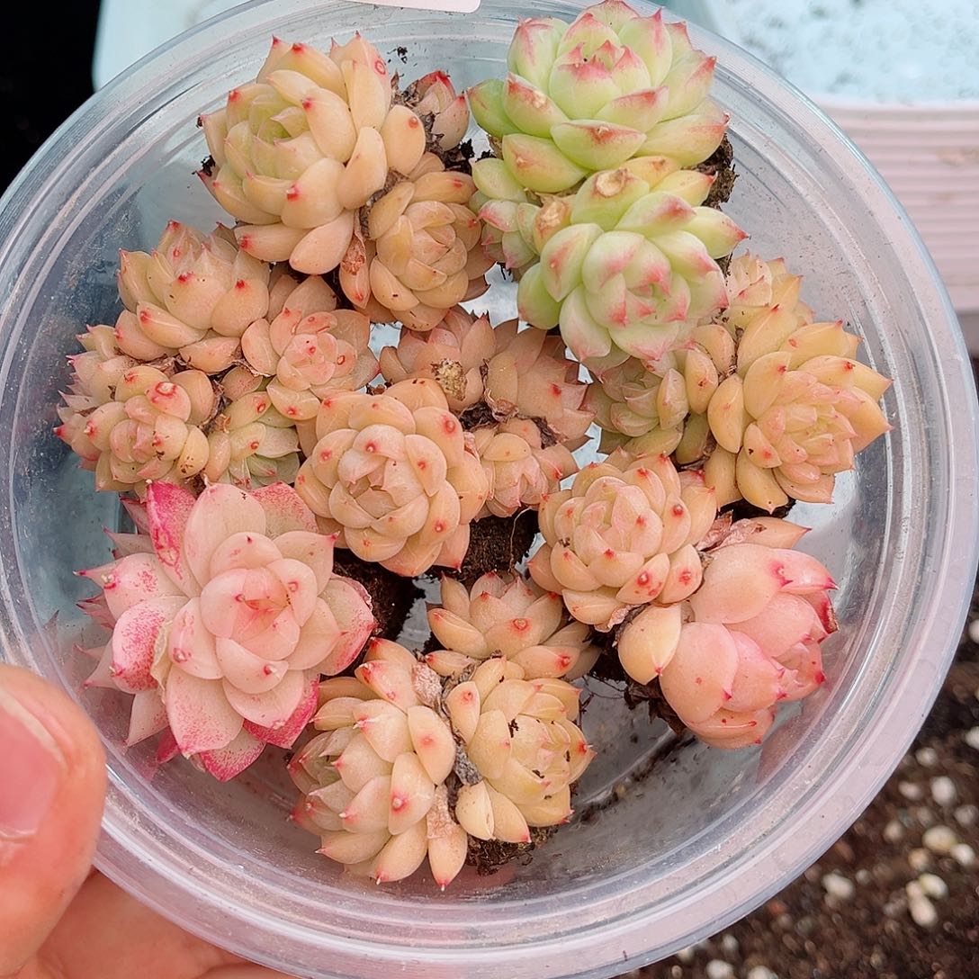 1-170 新疆西藏内蒙不发12.8包邮