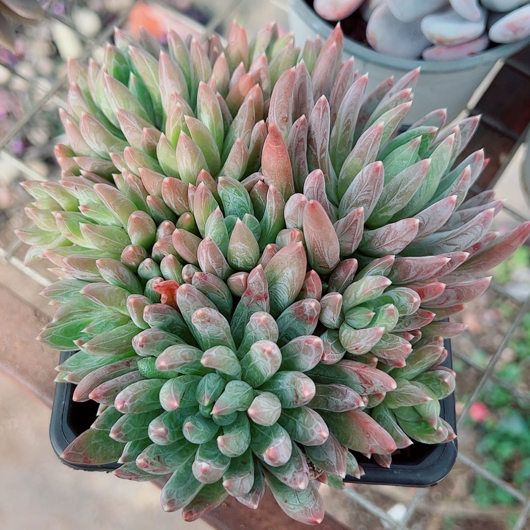 炫彩心多头群生精品