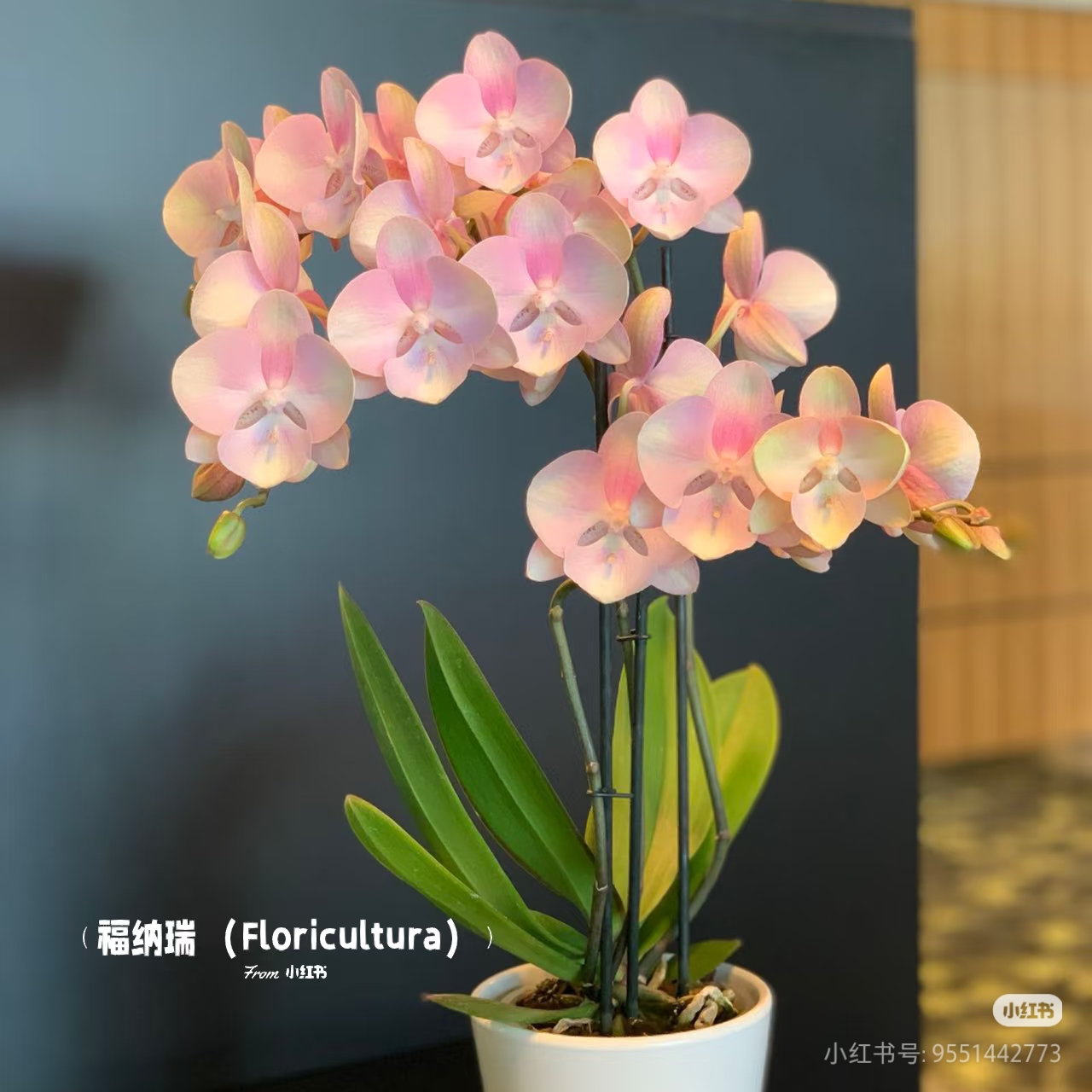 威尼斯蝴蝶兰带花剑大苗室内客厅四季开花绿植盆栽花卉