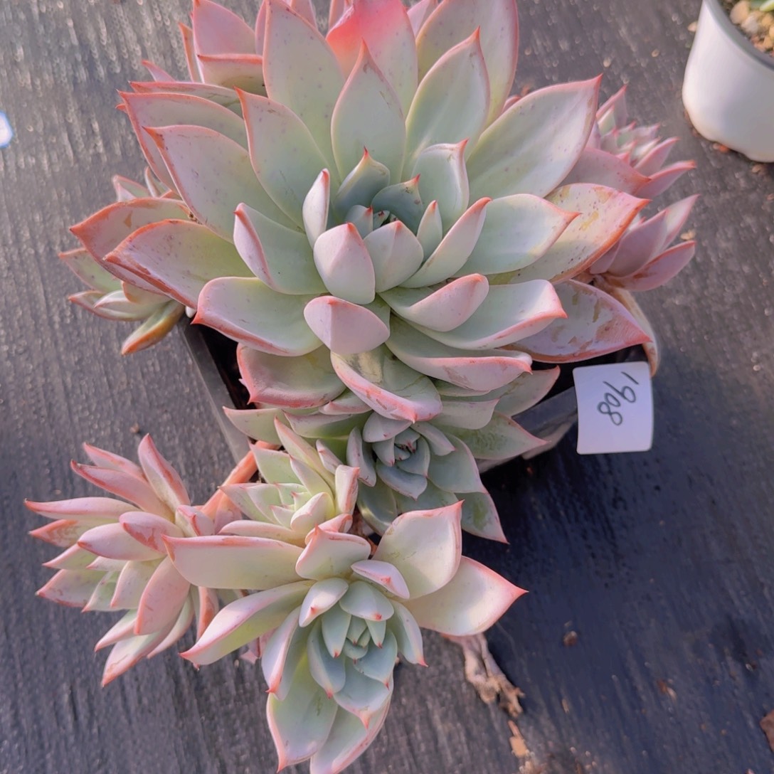 天***Z1908杂交凡艺多肉