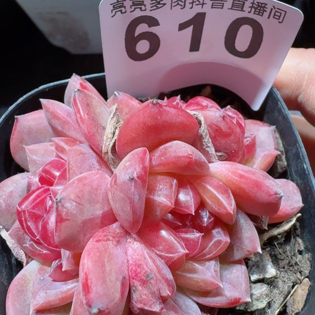 灯芯琥珀群生         精品多肉