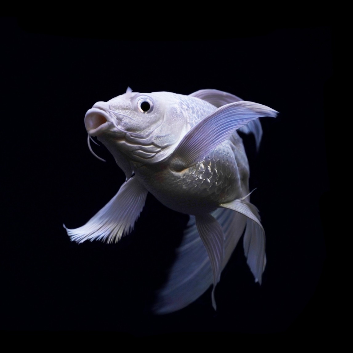 [白短球16-18cm]白色蝴蝶鲤鱼赛级观赏鱼渔场直发