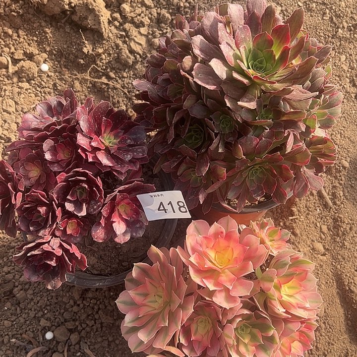 三颗一物一拍418号脱土裸根发货