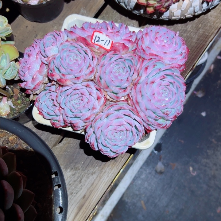 精品多肉植物老桩