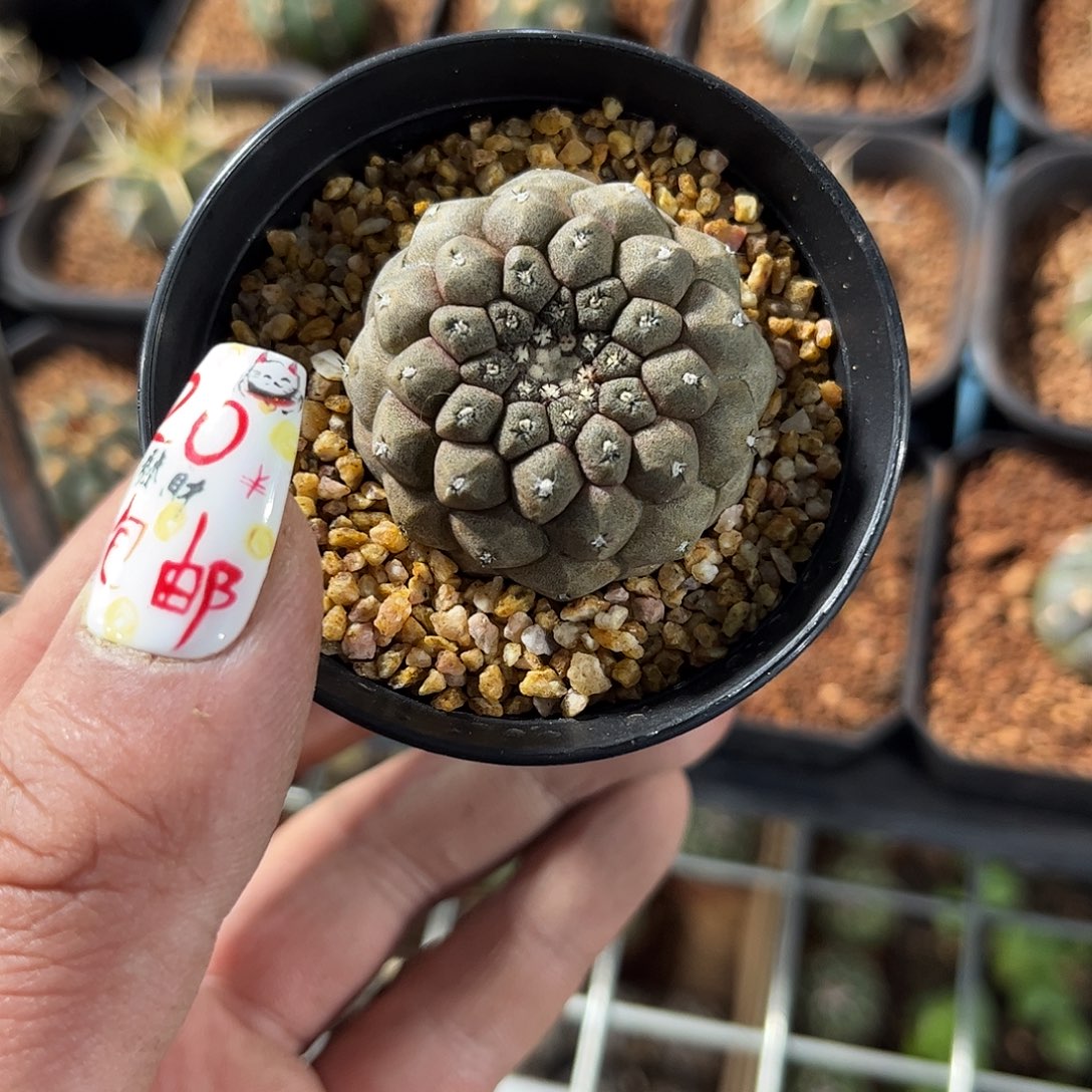 蜥蜴皮单头发货有根