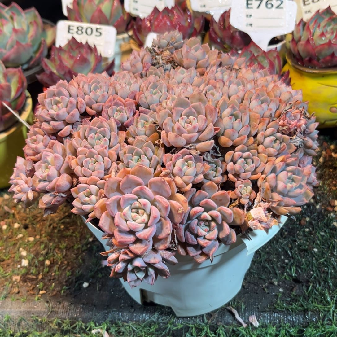 可****渴粉布偶多肉植物有很多