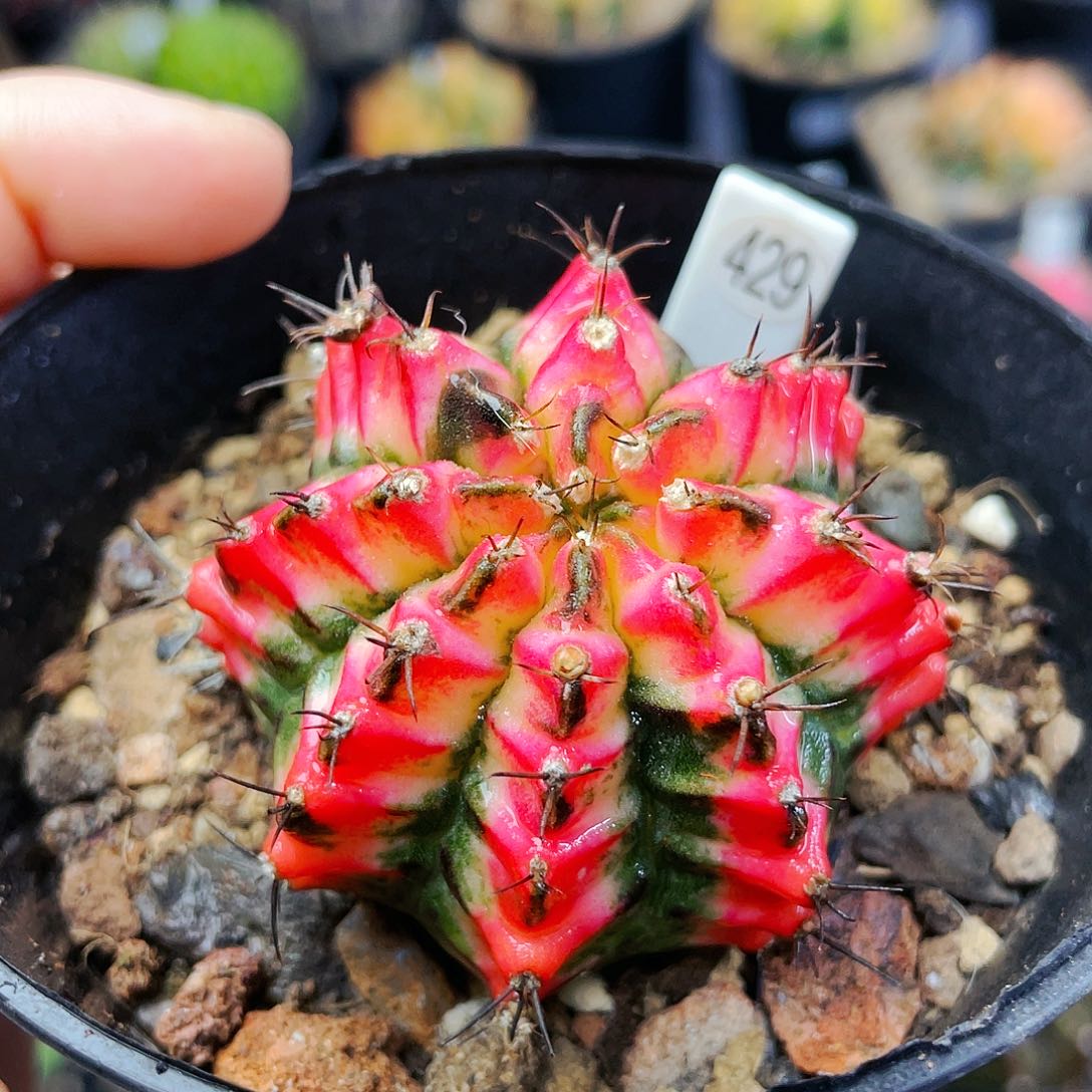 非偏远地区满25发货仙人球