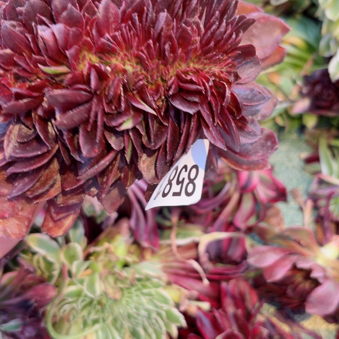 我8581 号多肉法师特价