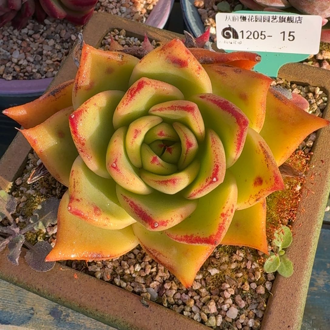 从前慢多肉精选编号1205.15