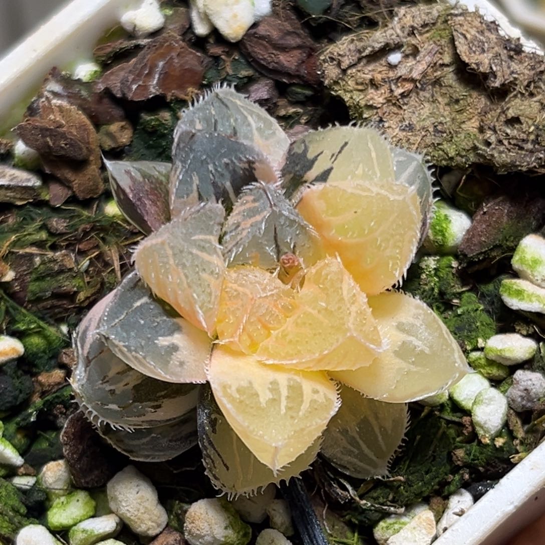 恭喜发财大吉大利820