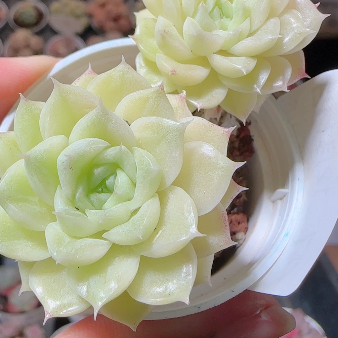 花语多肉1214-37散