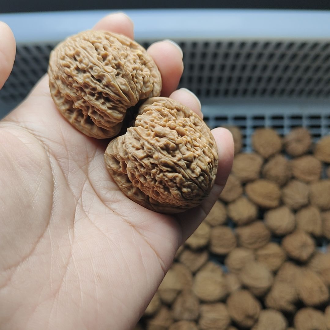 功***1南疆石狮子头一物一图