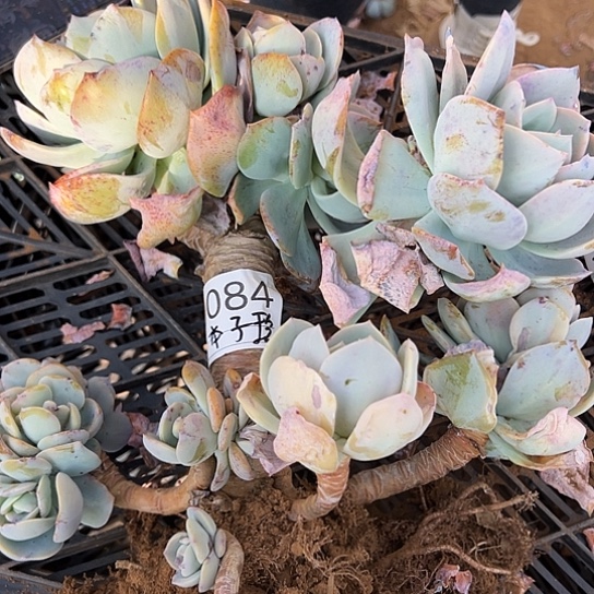 木***玲云南发货白凤老桩0084号