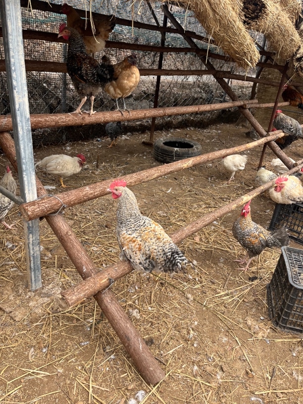正宗土鸡农家散养鸡走地鸡笨鸡老母鸡
