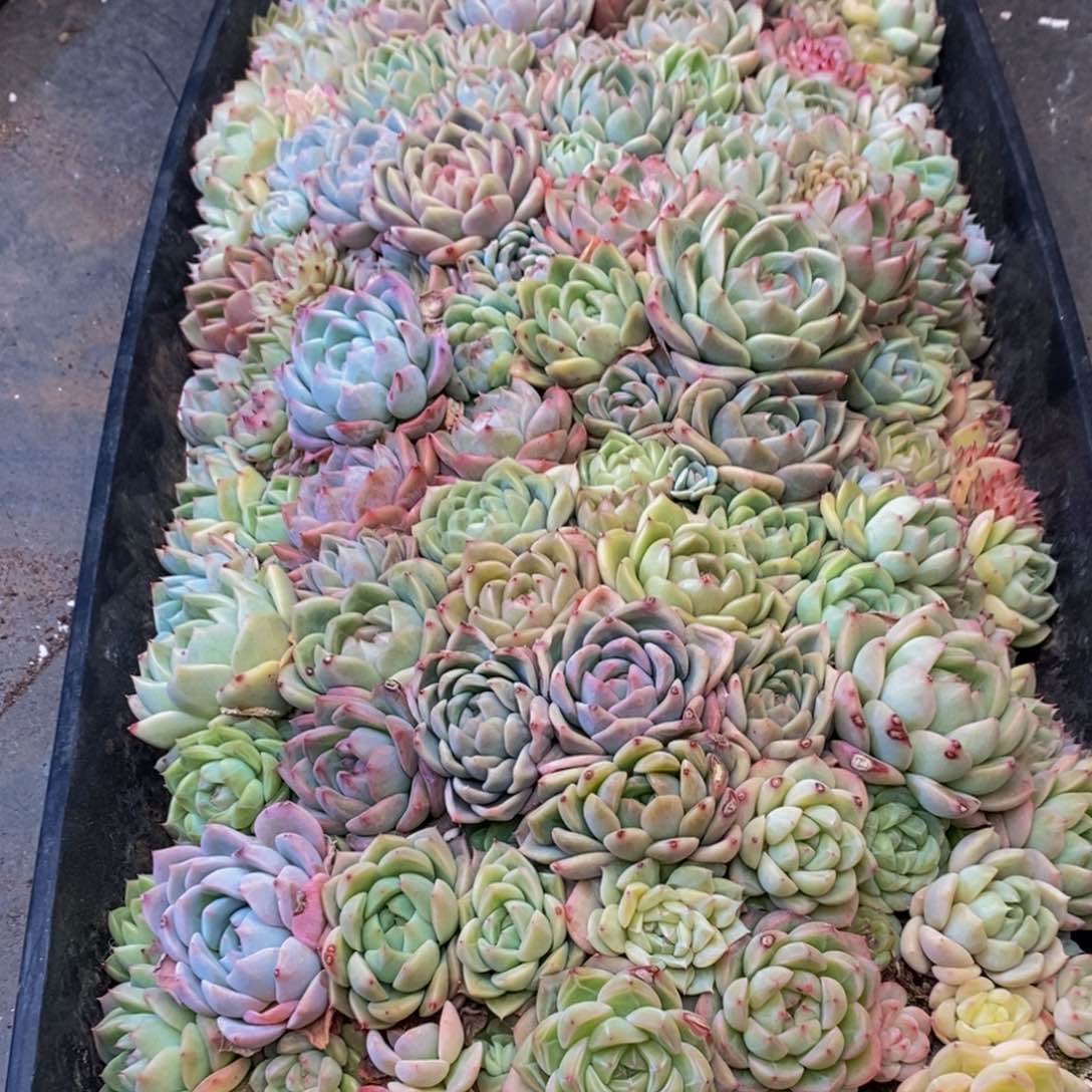 道***然529的人都是这样吗。