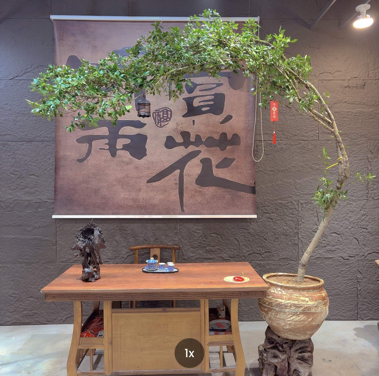 7号老桩海岛栀子花室内盆景 老桩禅意飘逸含盆飘