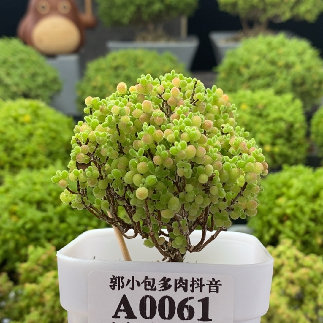 福利蜜橘糖球0061