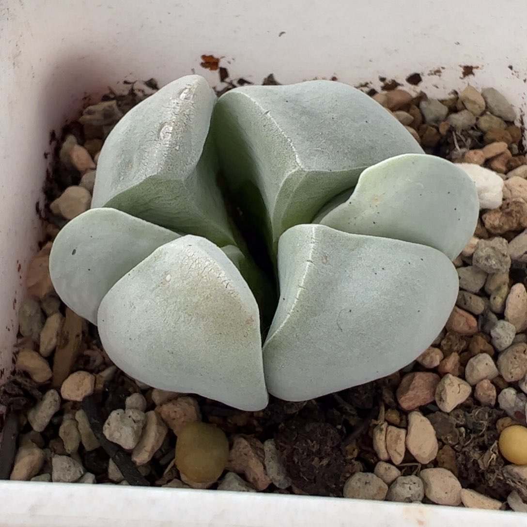 522多肉植物组合