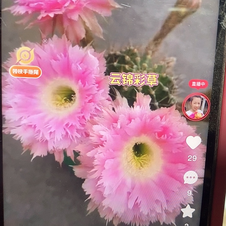 云锦侧芽嫁接用一个3厘米