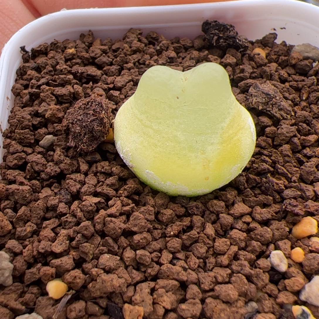 451号拉登2.11多肉