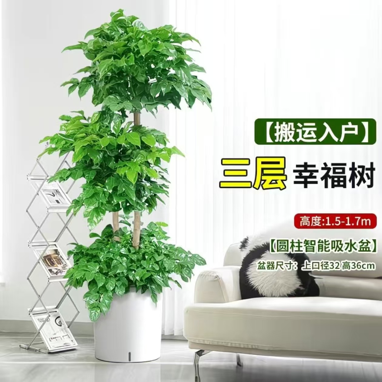 三层造型老桩绿宝幸福树盆栽 1.5- 1.7米室内大型绿植净化空气