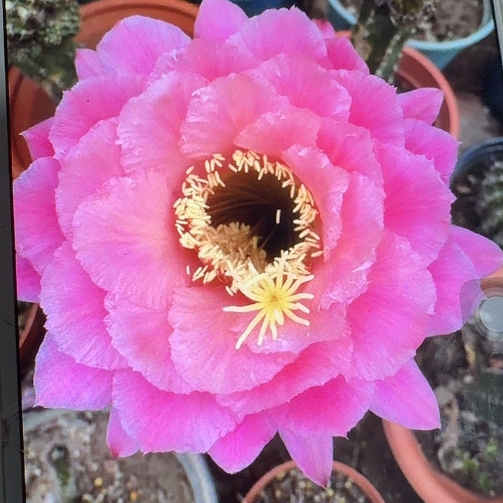 糖果侧芽5公分毛花柱