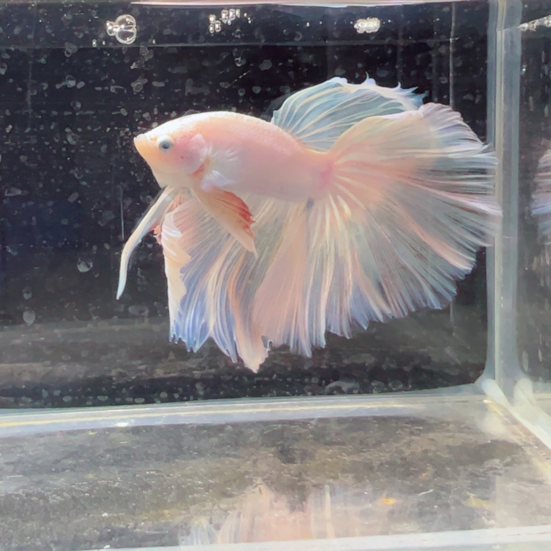 斗鱼浅色特殊尾hhhh