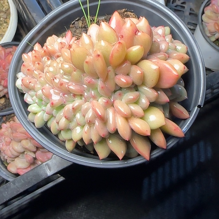 爱丽儿缀多肉植物29.8