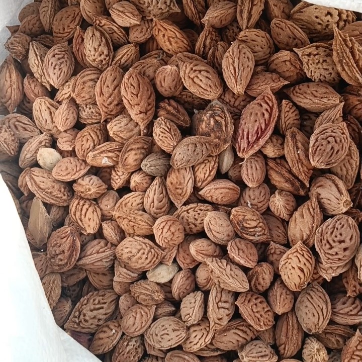 野生山桃核颗粒饱满，随机发17元1斤5两，约200多颗，雕刻或当种子