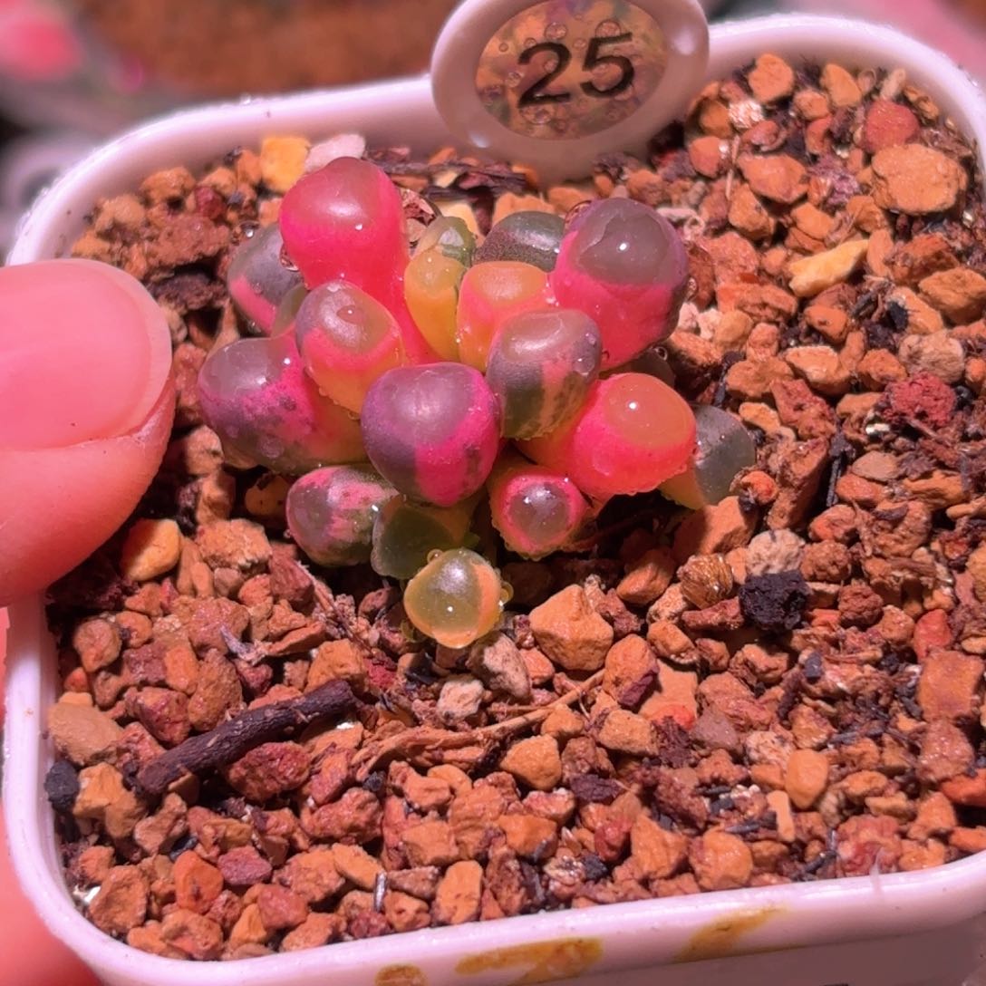 25号五十铃玉锦多肉植物锦一物一拍带盆土