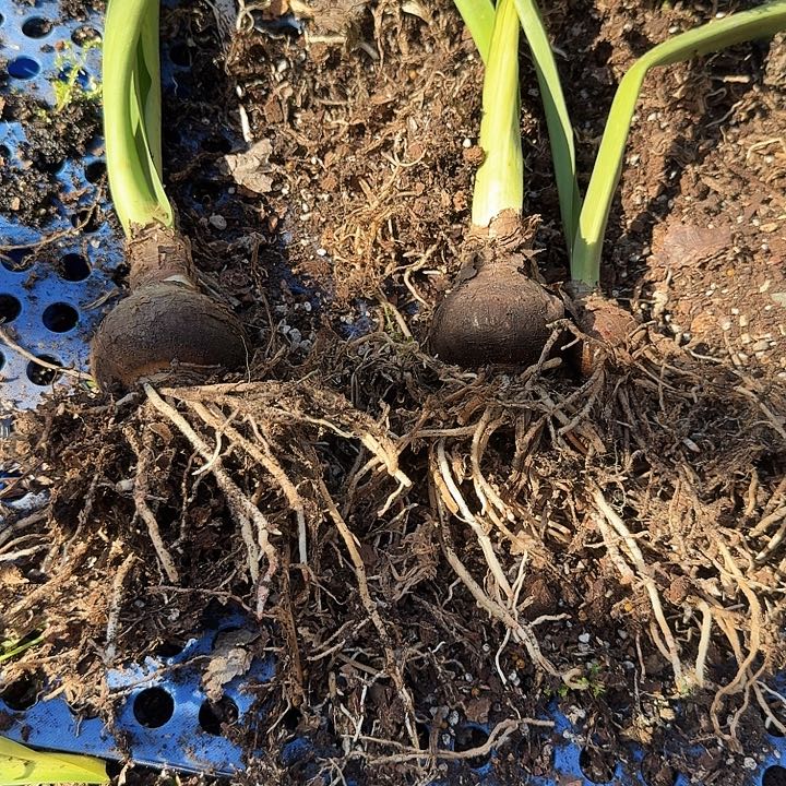 安吉拉朱顶红一棵  6+