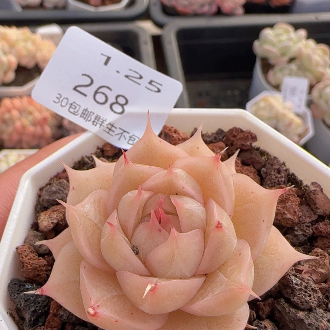 睫毛麦秆单头一颗脱土