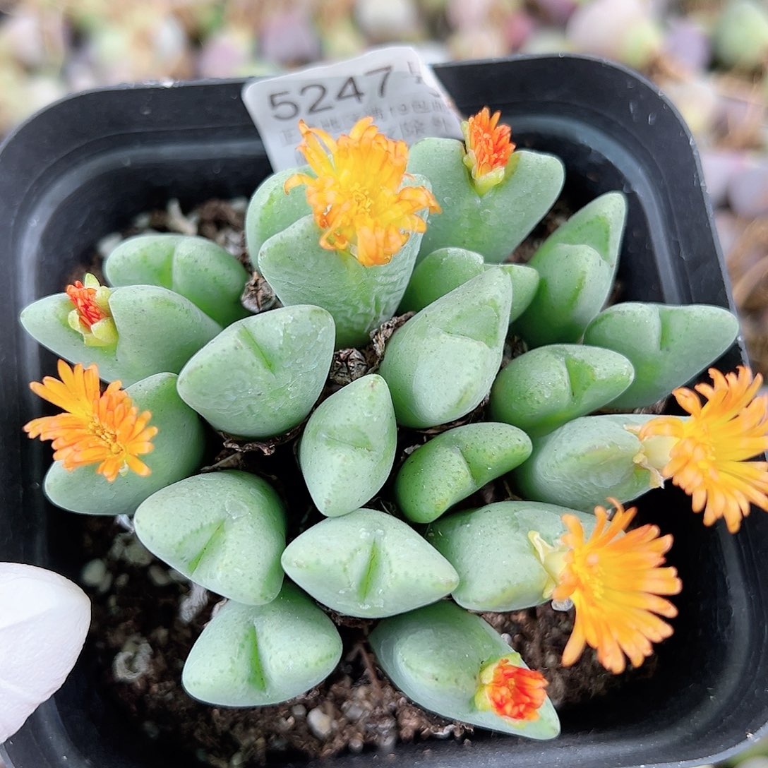 5247 好养易活生石花大母本
