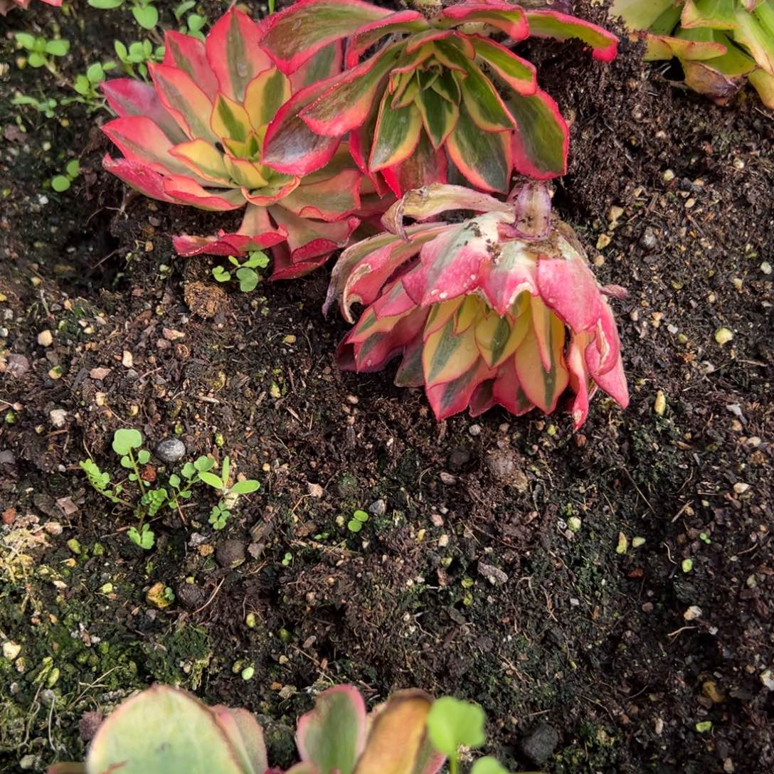 20包邮94魅影一颗5多肉系