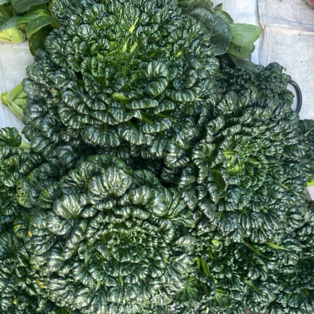 农家自种新鲜乌塌菜火锅配菜青菜