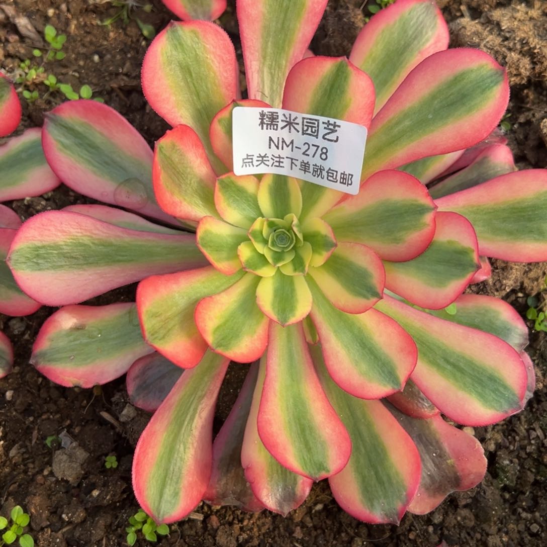 云*桃夭多肉植物278