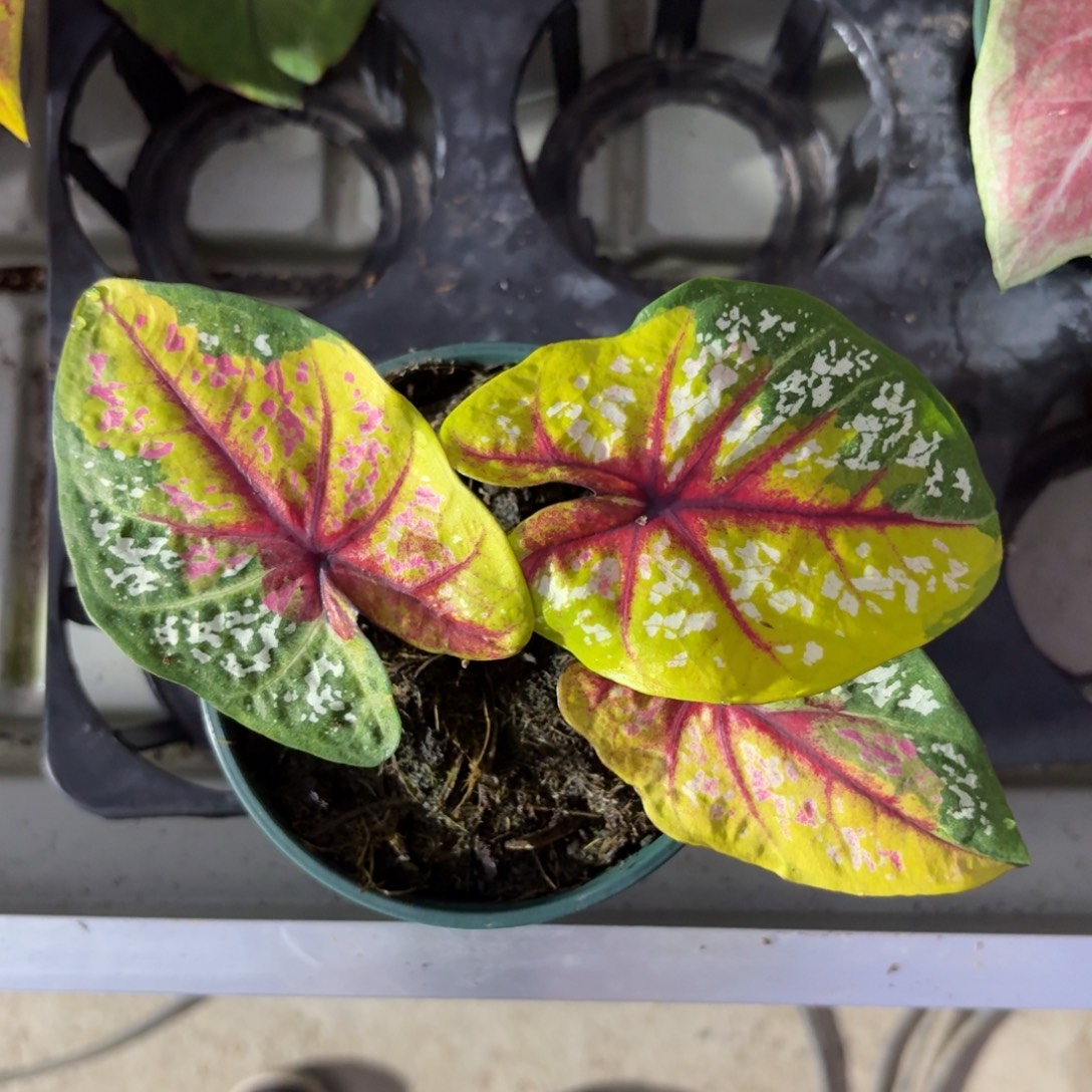 野蜂飞舞泰国彩叶芋60-1218