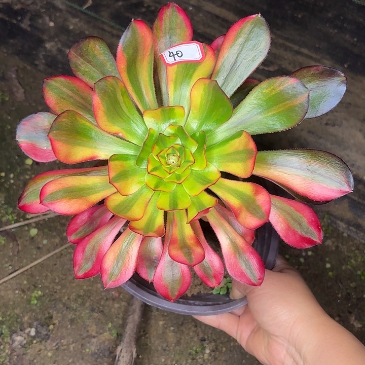 巫毒七彩单头40多肉植物