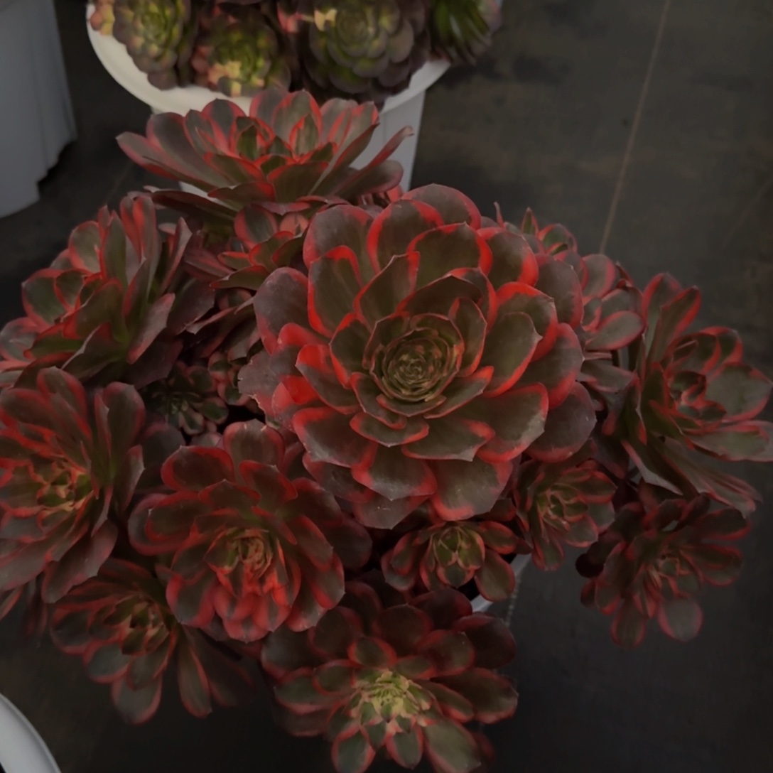 幺***妹纳福 精品法师 锦