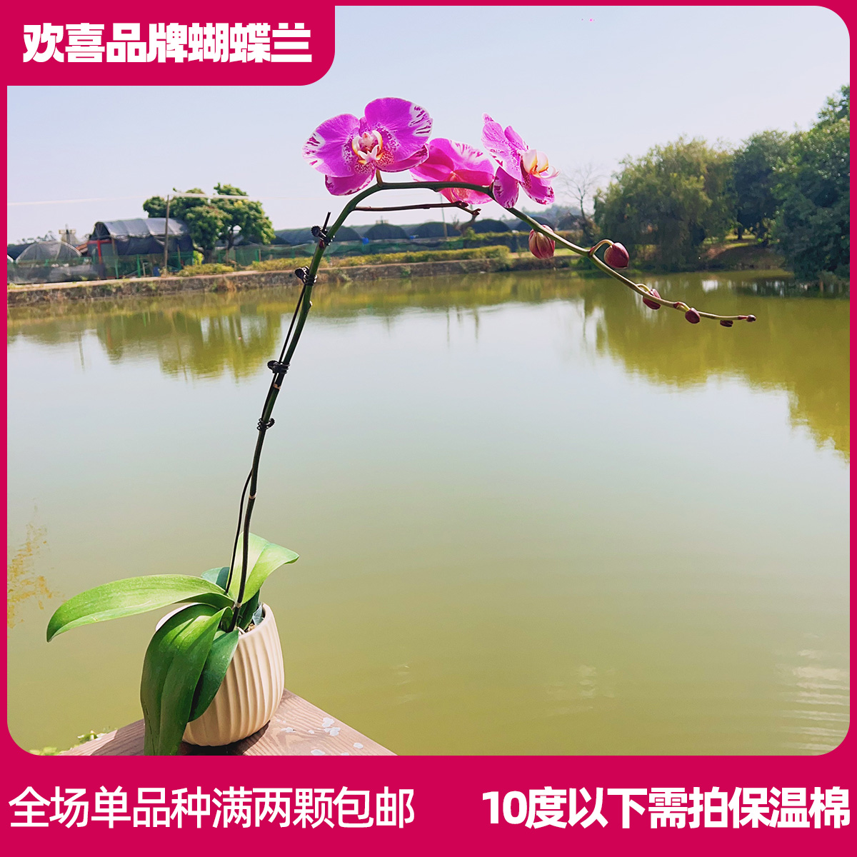 【藏宝图】精品蝴蝶兰鲜花绿植室内花盆景