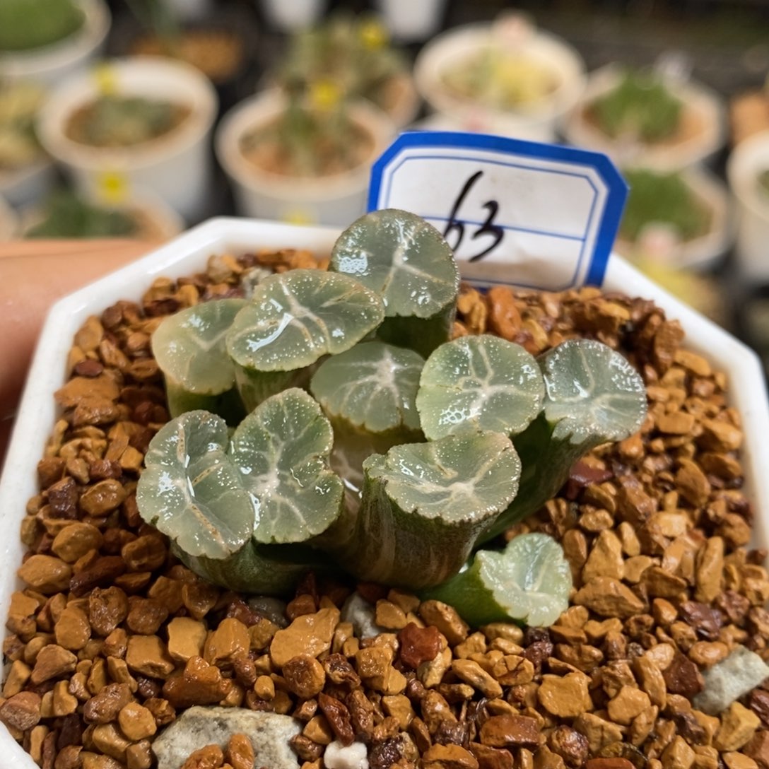 63号实生万象锦带盆发货