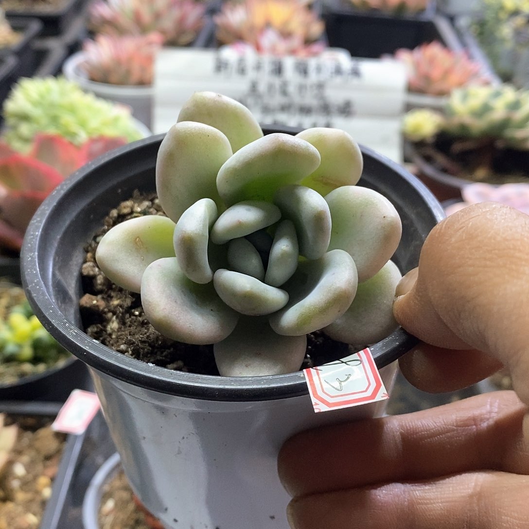 2093奥普西瓜锦多肉