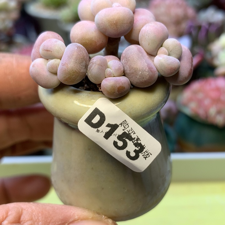 D153一物一拍带盆