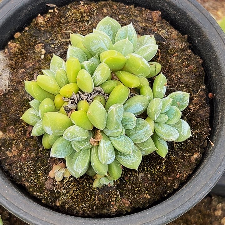 1颗美人系列多肉植物