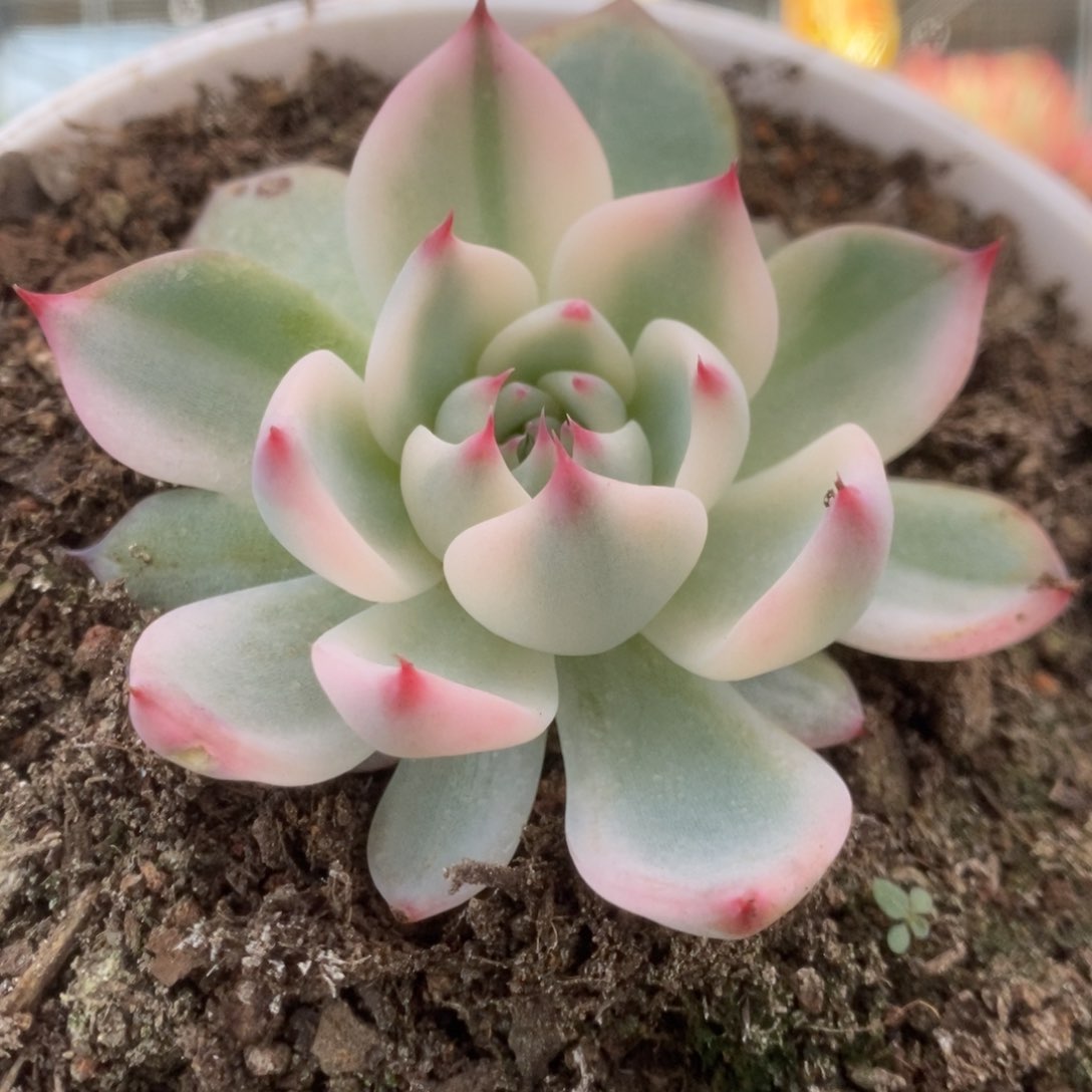 026锦锦锦锦锦锦锦