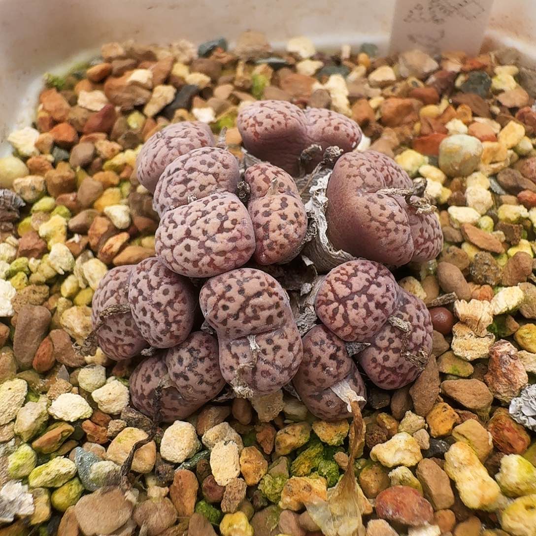 多肉植物福利肉锥257