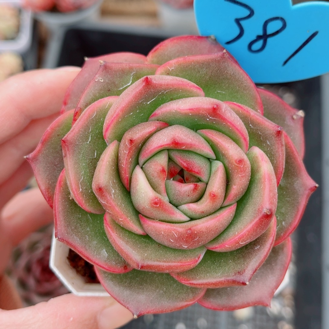 381号小老桩珍妮单头