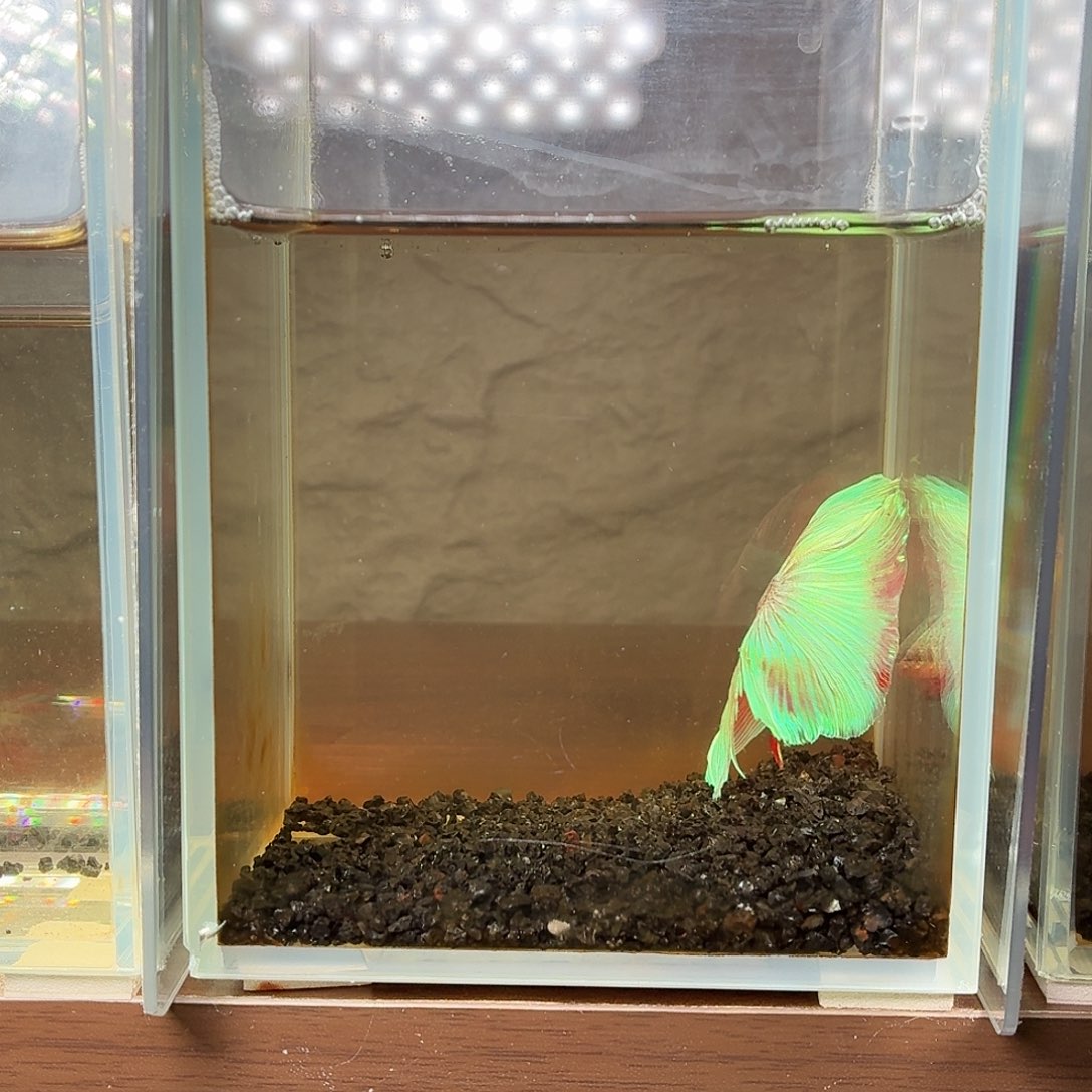 斗鱼彩金电摇半月