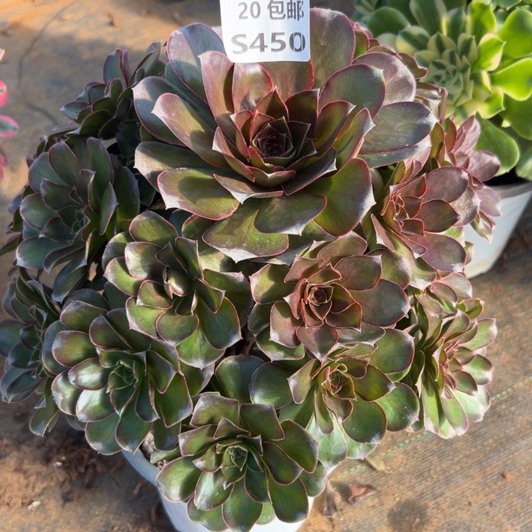 450魅金，满20包邮嘟叮熊