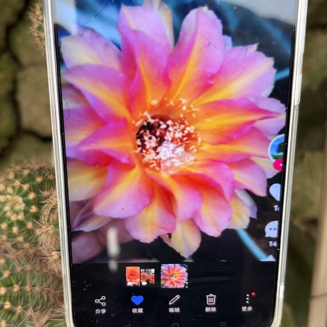 财神彩20包邮仙人球侧牙